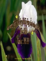 Toán: Chia một tổng cho một số