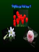 ý nghĩa các loài hoa
