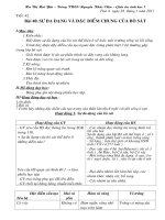 Bài 40. Sự đa dạng và đặc điểm chung của bò sat