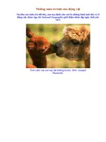 Tỏ tình của động vật