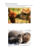 Những màn tỏ tình của động vật.doc
