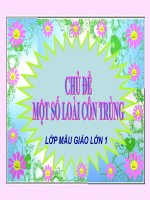 giao an mau giao lon