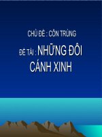 CÁNH CÔN TRÙNG