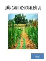 Luân canh, xen canh mía