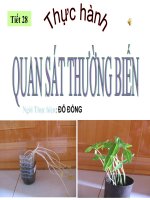 tiết 28: Thực hành quan sát thường biến