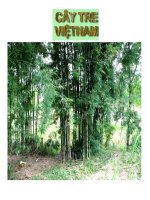 văn 6: CÂY TRE VIỆT NAM