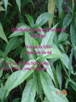 Nghiên cứu một số tác dụng dược lý của dịch chiết cây Hoàn ngọc