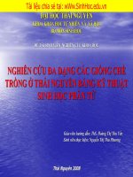 nghiên cứu đa dạng các giống chè trồng ở Thái Nguyên bằng kỹ thuật sinh học phân tử