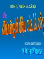 SỰ KÌ DIỆU CỦA LÁ CÂY