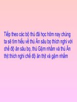 Bài 50: Bộ Ăn sâu bọ, bộ Gặm nhấm, bộ Ăn thịt