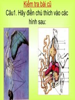 Cấu tạo trong của chim Bồ câu