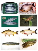 giao an toan 8 cuc hay (hoang viet)