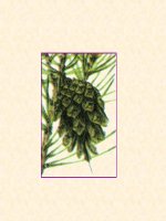 bai 40. HẠT TRẦN - CÂY THÔNG