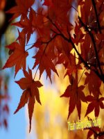 THƯ TÌNH CUỐI MÙA THU -Tặng DH