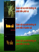 thuc hanh.sinh truong va phat trien o dong vat