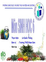 Bài 37. Tảo (bài giảng dự thi GVG T.P HP2011)