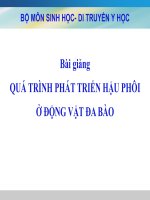 BMSH-DI TRYUEENF Y HỌC-BÀI GIẢNG QUÁ TRÌNH PHÁT TRIỂN HẬU PHÔI Ở ĐỘNG VẬT ĐA BÀO