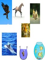 Ảnh động các động vật - 2