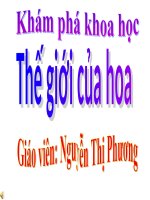 Khám phá một số loại hoa