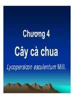 tìm hiểu về các loại cây rau học viện nông nghiệp (5)