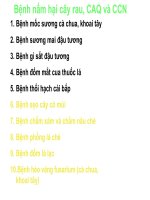 Bệnh cây nông nghiệp bài 6 nấm hại rau