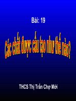 ly 8: các chdduwwowcj cấu tạo như thế nào