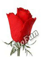 Bài 5 ẤN ĐỘ THỜI PHONG KIẾN