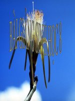 bai 9: cau tao va tinh chat cua co