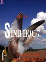 Sinh học 7 tiết 43 chim bồ câu