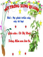 Sự phát triển của cây từ hạt