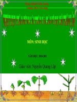 Bài 42: LỚP HAI LÁ MẦM VÀ LỚP MỘT LÁ MẦM