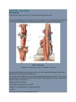 Giải Phẫu Phúc Mạc Và Phân Khu Ổ Bụng