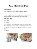 Tài liệu về Giải Phẫu Niệu Đạo