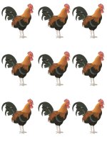 hinh ânh ga viet cuc hay (0976026341)