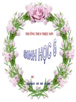 Đặc điểm thực vật hạt kín