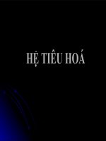 Bài giảng về hệ tiêu hóa, đại học y dược Huế