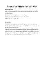 Giải Phẫu Cơ Quan Sinh Dục Nam