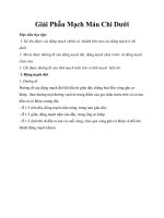 Giải Phẫu Mạch Máu Chi Dưới