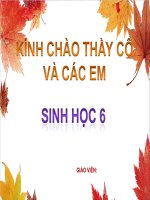 Vai trò thực vật với động vật và con người