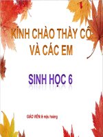 Vai trò thực vật với đời sống động vật va con người