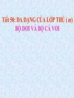 ĐA DẠNG THÚ: BỘ DƠI - CÁ VOI