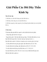 Giải Phẫu Các Đôi Dây Thần Kinh Sọ