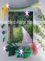 Bài Rêu - Cây rêu