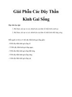 Giải Phẫu Các Dây Thần Kinh Gai Sống