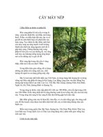 ĐẶC điểm của cây mây