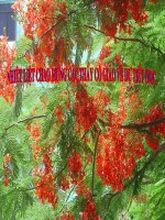 Dùng cụm chủ vị để mở rộng câu: Luyện tập( tiếp theo)