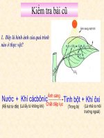 Bai 23: Cay co ho hap khong?