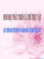 Nguyen phan- giam phan