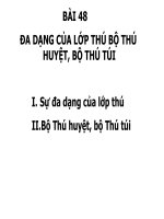 Bộ thú huyệt - bộ thú túi