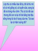 Bài 48: Đa dạng về lớp thú (TT) Bộ thú huyệt - bô thú túi